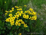 yellow marsh marigold